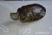 Želva nádherná - Prodej