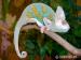 Chamaeleo calyptratus PIEBALD - Prodej
