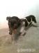 jack russell tetier - Predaj