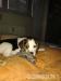 beagle - Predaj
