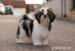 Shih Tzu - šteniatka ( shi-tzu,si-cu,si-tzu ) - Predaj
