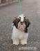 Shih Tzu - šteniatka ( shi-tzu,si-cu,si-tzu ) - Predaj