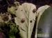 Ślimak afrykański achatina fulica albino - Sprzedaż