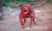 Pitbullterier - Predaj