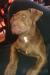 Pitbullterier - Predaj