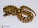 Python regius - Spider NZ 9 - 10/13 - Prodej