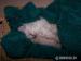 sibiřská koťata - Prodej
