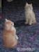 sibiřská koťata - Prodej