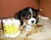 Kavalír King Charles Spaniel s PP - Prodej