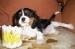 Kavalír King Charles Spaniel s PP - Prodej