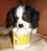 Kavalír King Charles Spaniel s PP - Prodej
