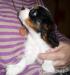 Kavalír King Charles Spaniel s PP - Prodej