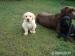 štěně Labrador Retriever - Prodej