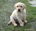 štěně Labrador Retriever - Prodej