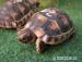 Suchozemská želva - krásný dárek pro děti - Prodej