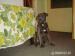 Cane Corso - Predaj