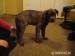 Cane Corso - Predaj