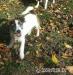 Jack russel terier - Darování