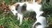 Jack russel terier - Darování