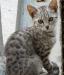 Samotny srebrny kotek szuka opiekunów - Sprzedaż