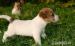 Jack Russell Teriér - štěňátka - Prodej