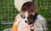 Jack Russell Teriér - štěňátka - Prodej
