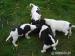 Štěnátka Jack Russell teriéra - Prodej