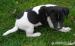 Štěnátka Jack Russell teriéra - Prodej