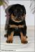 Beauceron - štěňátka s PP - Prodej
