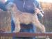 Irish soft coated wheaten terier - Prodej