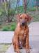 šteniatko Rhodesian Ridgeback s PP - Predaj
