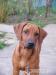 šteniatko Rhodesian Ridgeback s PP - Predaj