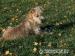 Irish Soft Coated Wheaten Terrier - Prodej