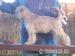 Irish Soft Coated Wheaten Terrier - Prodej