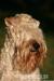 Irish Soft Coated Wheaten Terrier - Prodej