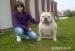 Americky Bulldog import 2 ročny - Predaj