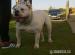 Americky Bulldog import 2 ročny - Predaj