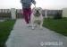 Americky Bulldog import 2 ročny - Predaj