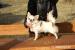 Chihuahua długowłosy- rodowód FCI - Sprzedaż