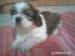 Šteniatka Shi tzu - Predaj