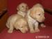 labrador - Predaj