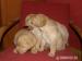 labrador - Predaj