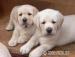 Labrador Retriever s PP (štěně) - Prodej
