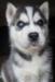 Sibírsky husky-šteniatka - Predaj