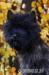 Cairn Terrier - rodowodowe (ZKwP/FCI) szczenięta - Sprzedaż