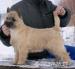 Cairn Terrier - rodowodowe (ZKwP/FCI) szczenięta - Sprzedaż