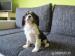 Kavalier KIng Charles spaniel - Predaj