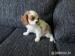 Kavalier KIng Charles spaniel - Predaj