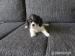Kavalier KIng Charles spaniel - Predaj