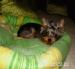 Yorkshire terrier-mini /sučka/ - Predaj